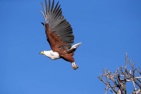 Lesser spotted eagle, (Haliaeetus vocifer), Africa, Botswana, flight photo, Okovango Delta