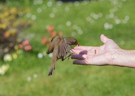 European Robin (Erithacus rubecula) feeding on mealworms from hand, Wales, United Kingdom