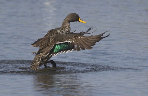 Yellow-billed Duck (Anas undulata), Western Cape, South Africa