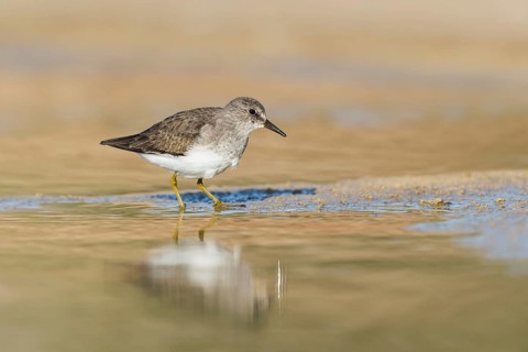 Temminck's Stint (Calidris temminckii), Eilat, Israel