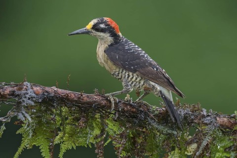 Black-cheeked Woodpecker (Melanerpes pucherani), Costa Rica