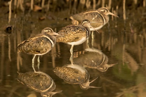 Greater Painted-snipe (Rostratula benghalensis) group, Gambia