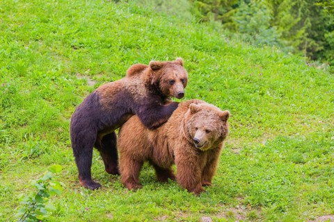 A young male Eurasian brown bear (Ursus arctos arctos) and a much older female mate (sort of) at
