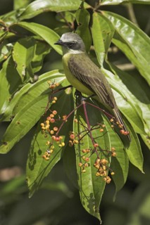 Grey-capped Flycatcher (Myiozetetes granadensis), Costa Rica