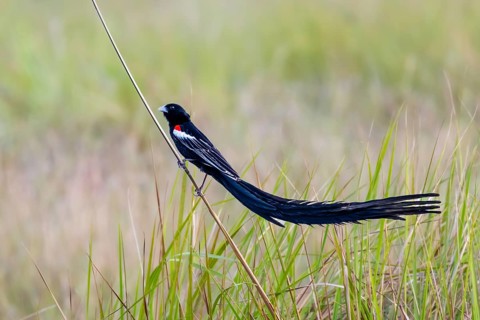 Long-tailed Widowbird (Euplectes progne) in breeding plumage, South Africa
