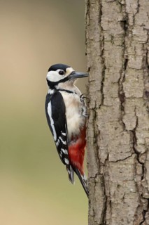 Great spotted woodpecker (Dendrocopos major) adult bird on a tree trunk in a woodland, England,