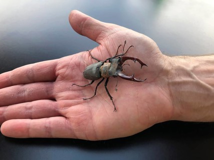 A male European stag beetle is sitting on a hand