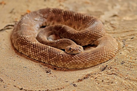 Red diamond rattlesnake (Crotalus ruber), adult, on ground, warming up, sunbathing, alert,