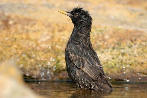 Common Starling (Sturnus vulgaris), Baden-Wuerttemberg, Germany