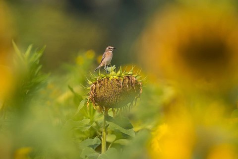 Whinchat (Saxicola rubetra) perched on a sunflower, Bavaria, Germany
