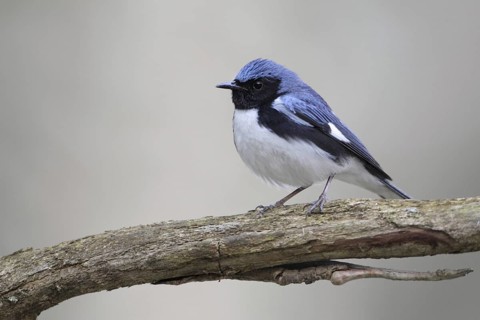 Black-throated Blue Warbler (Setophaga caerulescens), West Virginia, USA