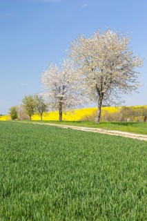 Field path with cherry trees (prunus) in bloom, Burkhardswalde, Klipphausen, Saxony, Germany