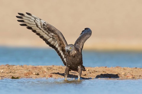 European Honey Buzzard (Pernis apivorus), Eilat, Israel