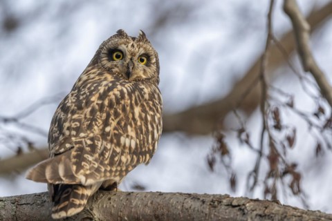 Short-billed Owl (Asio flameus) sitting on a branch. Bas Rhin, Alsace, France