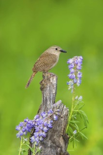 House Wren Troglodytes aedon east of Beaver, Utah, United States 4 July Adult with moth pupa to