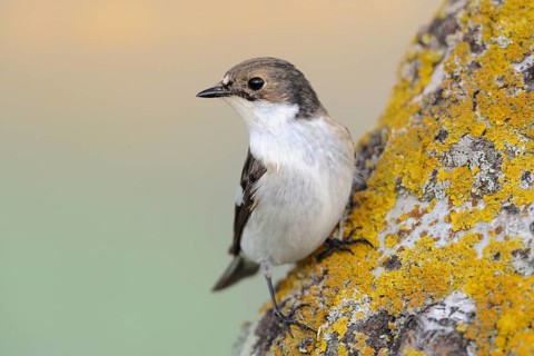European Pied Flycatcher (Ficedula hypoleuca) male, Lake Neusiedl, Austria