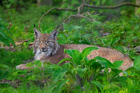 Eurasian lynx (Lynx lynx) resting in undergrowth of forest