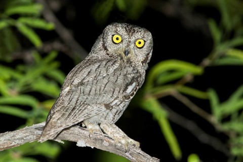 Western Screech-Owl Megascops kennikottii Tucson, Pima County, Arizona, United States 13 April