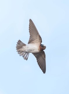 American Cliff Swallow (Petrochelidon pyrrhonota) flying, British Columbia, Canada