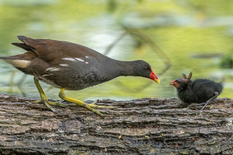 A common moorhen (Gallinula chloropus) provides food for its two-week-old young owl. Bas rhin,