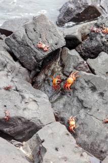 Red rock crab (Grapsus grapsus), San Cristobal, Galapagos, Ecuador