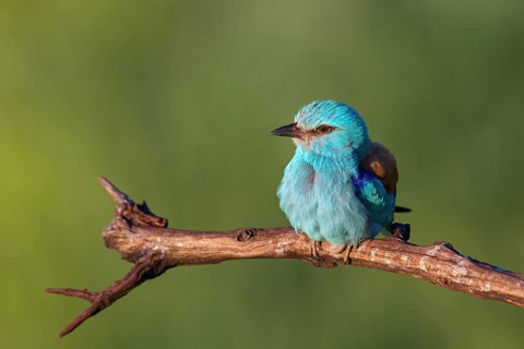 European roller (Coracias garrulus), on perch, Tower Hide, Tiszaalpár, Kiskunsági National Park,