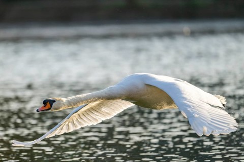 Mute swan (Cygnus olor) starting from the water, flying over a lake, Bavaria, Germany