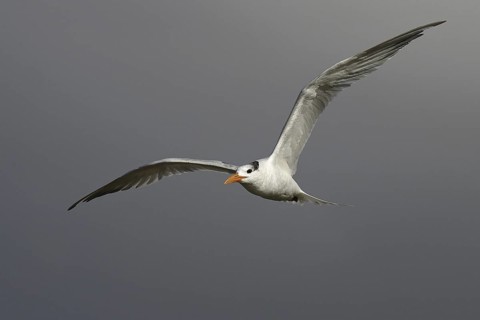 Royal Tern (Thalasseus maximus), California, USA