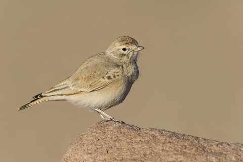 Bar-tailed Lark (Ammomanes cinctura), Eilat, Israel