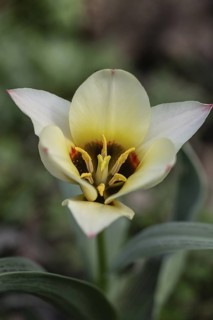 Tulip blossom (Tulipa), Emsland, Lower Saxony, Germany