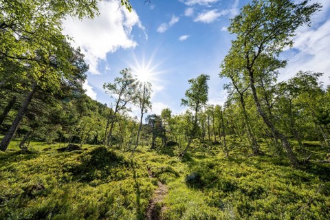 Sun shines through trees, forest with birches, Innerdalen, Hochtal, Sunndal, Møre og Romsdal,