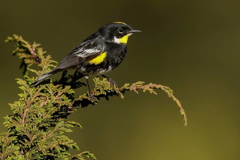 Goldman's Warbler (Setophaga coronata goldmani) perched on a branch in Guatemala in Central America