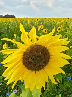 Blühendes Sonnenblumenfeld mit Kornblumen und Wildkräutern, Hessen, Deutschland