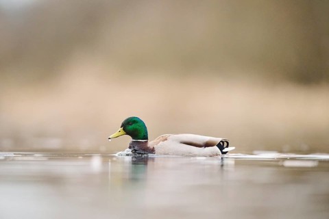 Wild duck (Anas platyrhynchos) male swimming on a lake, Bavaria, Germany