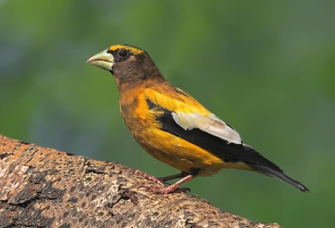 Evening Grosbeak (Hesperiphona vespertina), Saskatchewan, Canada