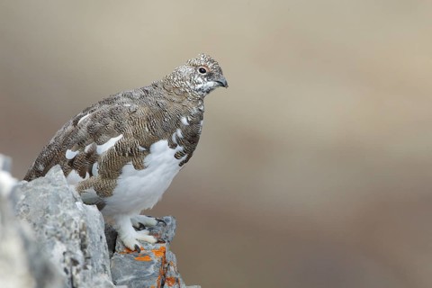 Rock Ptarmigan (Lagopus muta), Grisons, Switzerland