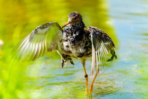 Bird with spread wings in the water in a lively sunny environment, Redshank, (Tringa totanus),