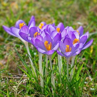 Woodland crocuses / early crocus / Tommasini's crocuses / tommies (Crocus tommasinianus) in flower