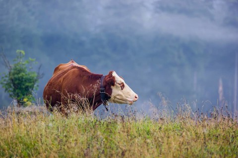 A Holstein Friesian cow stands grazing on a meadow with trees on a foggy day. Eng Valley, Austria