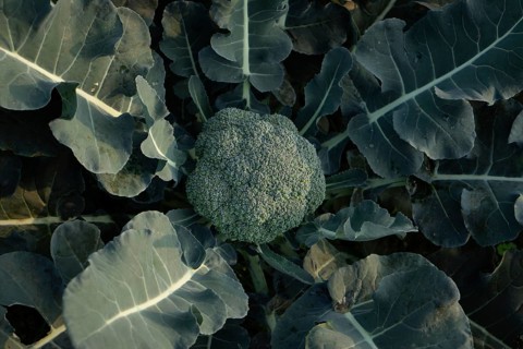 Close-up of a vibrant green broccoli head nestled among its leaves. A healthy, fresh vegetable