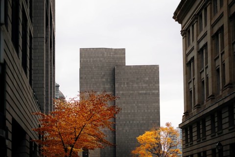 A stunning view of autumn foliage in downtown Montreal, framed by modern architecture. The vibrant
