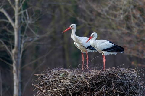 White Stork (Ciconia ciconia) pair on nest, North Rhine-Westphalia, Germany