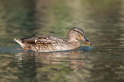 Mallard (Anas platyrhynchos) female on a lake, Bavaria, Germany