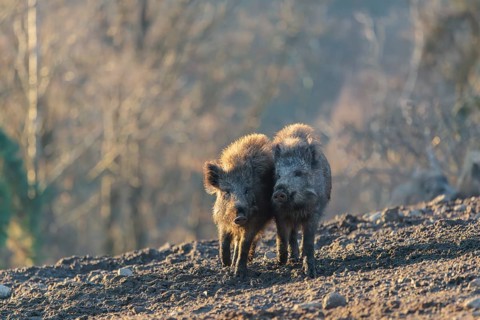 Two young wild boars (Sus scrofa) play fighting and dominance on a frozen field on a sunny day. A
