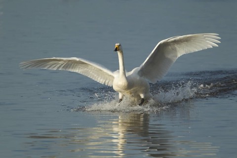 Whooper swan (Cygnus cygnus) adult bird in flight landing on water of a flooded meadow in winter,