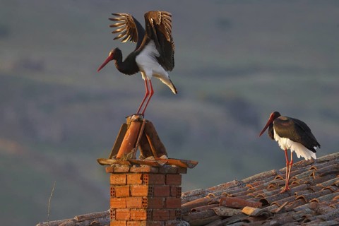 Black Stork (Ciconia nigra), Greece