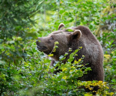 Brown bear (Ursus arctos) standing in the undergrowth, captive, Bavarian Forest National Park,