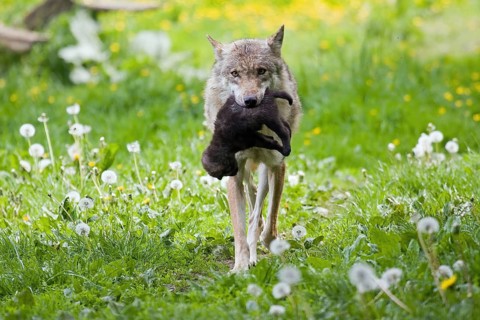 Gray wolf (Canis lupus) with young in mouth, captive, Hesse, Germany