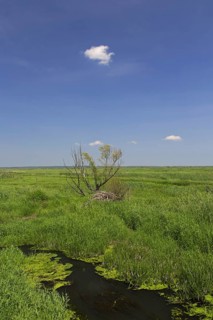 Uj? cie Warty National Park, Warta River-Mouth National Park, Lubusz Voivodeship, Lubusz Province,
