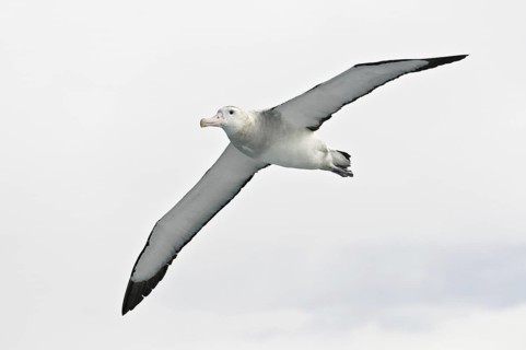 Wandering Albatross (Diomedea exulans), Antarctica